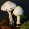 Zdjęcie: muchomor jadowity - Amanita virosa 3.jpg